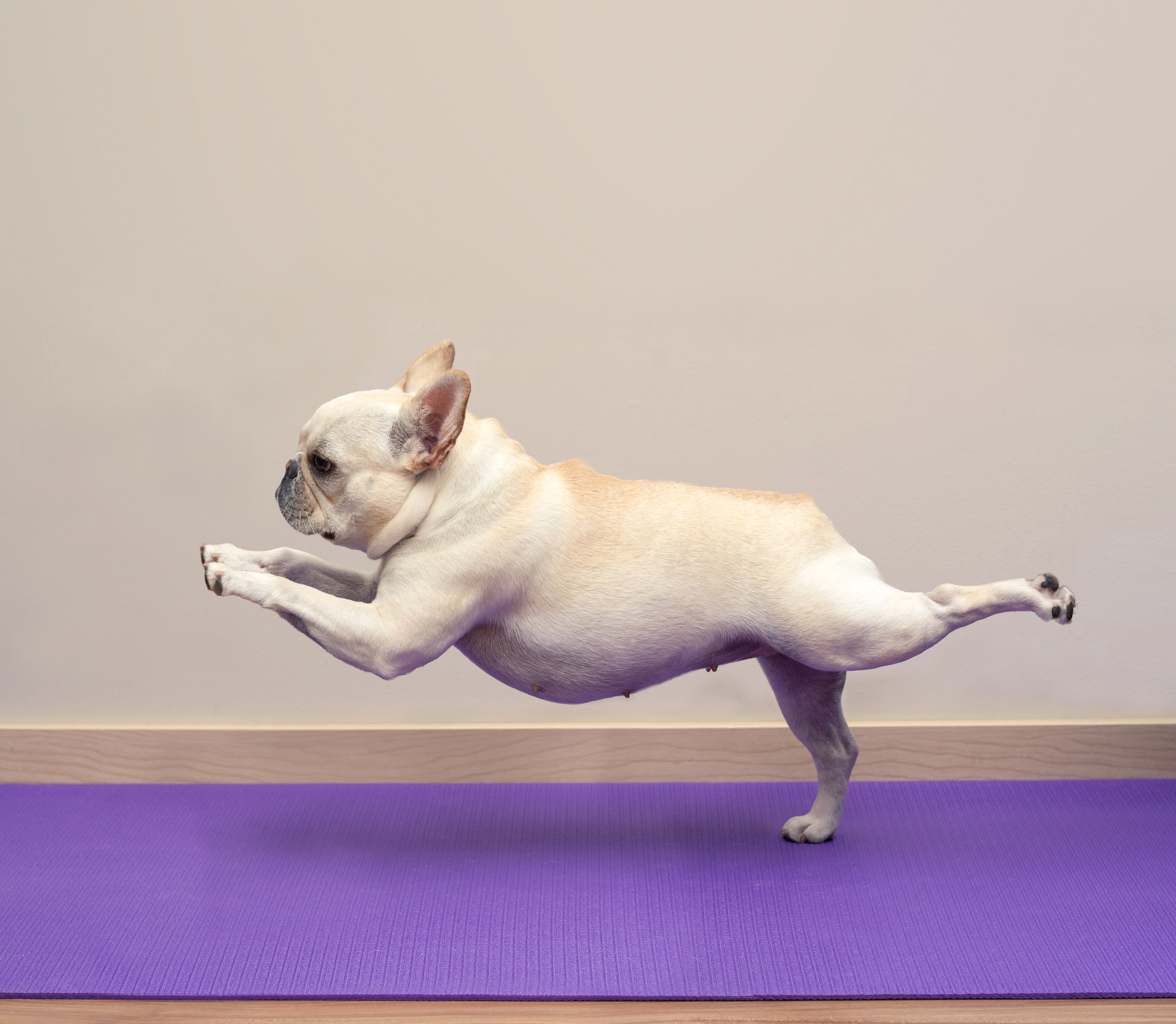 Why are So Many Yoga Poses Named after Animals? - Yoga Fever