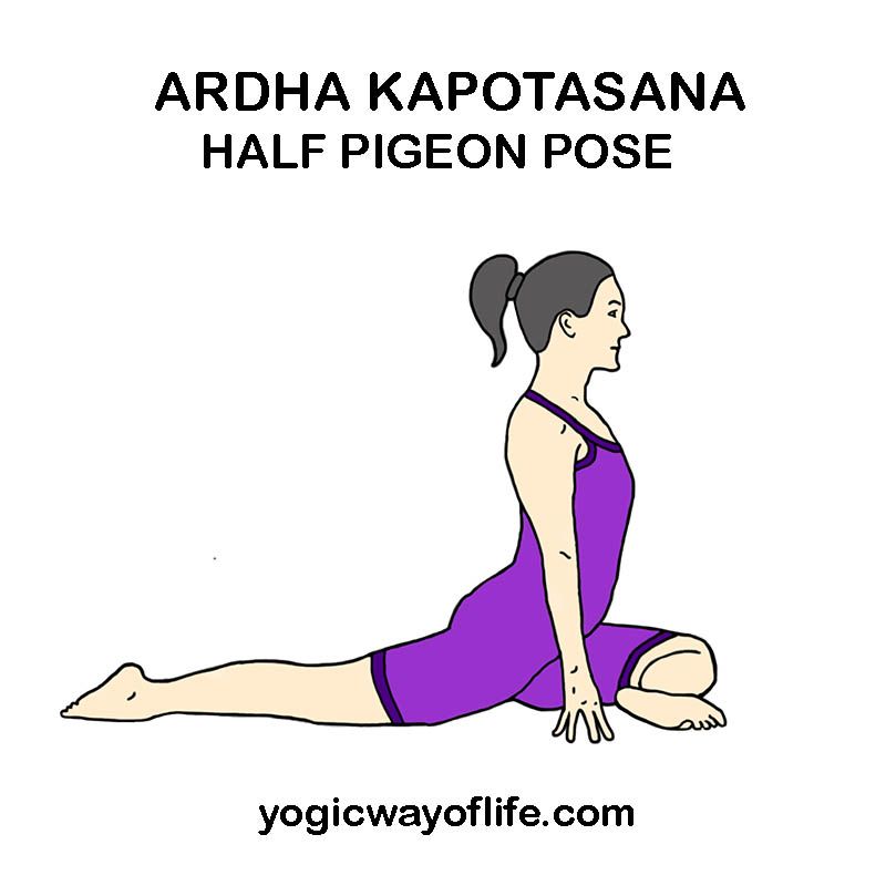 Kapotasana How To Kapotasana How To